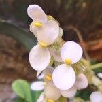 Begonia heracleifolia