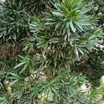 Podocarpus neriifolius Листок