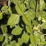 Desmodium cajanifolium Habit