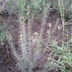 Asclepias linaria Ліст