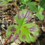 Fragaria chiloensis Листок