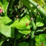 Pedilanthus tithymaloides Fuelha