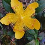 Hypericum calycinumLorea