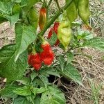 Capsicum chinense Fruto