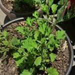 Pelargonium grandiflorumBlad