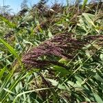 Calamagrostis canescens Flor