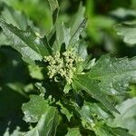 Chenopodium murale List