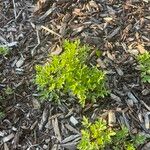 Artemisia princeps List