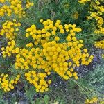 Tanacetum vulgareFlor