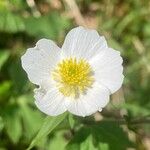 Ranunculus aconitifolius Blomst