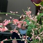 Derris trifoliata 花