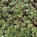 Thymus praecox List