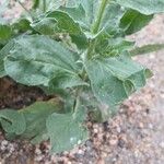 Lepidium draba Leaf