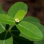 Euphorbia pubentissima পাতা