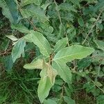 Elaeagnus multiflora 叶