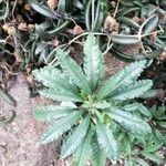Dorstenia lavrani Hoja