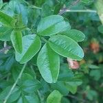 Caragana sinica Leaf