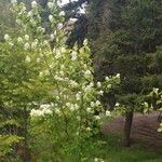 Amelanchier alnifolia Květ