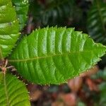 Myrica pubescens Blad