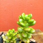 Sedum hernandezii Foglia