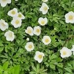 Anemone sylvestris Flors