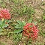 Ammocharis tinneana Λουλούδι