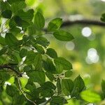 Celtis prantlii Hoja