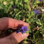 Echium sabulicola Fiore