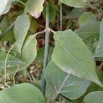 Leycesteria formosa Feuille