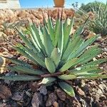 Agave macroacantha Ліст