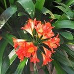 Clivia × cyrtanthiflora Flower