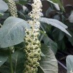 Phytolacca esculenta Fruto
