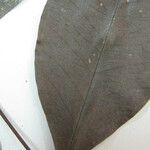 Eugenia albicans अन्य