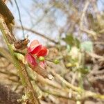 Capparis decidua Flower