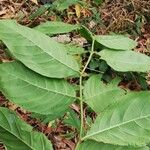 Morinda lucida Листок