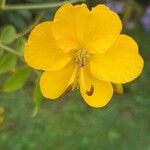 Cassia occidentalisFlower