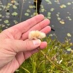 Eriophorum virginicum Flor