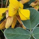 Rhynchosia minima Floare