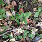 Micranthes californica Hábito