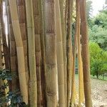 Phyllostachys vivax Bark