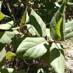 Protium heptaphyllum Leaf