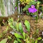 Utricularia longifolia Hábito