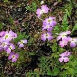 Malcolmia maritima ശീലം