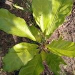 Anthurium cubense Leaf