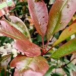 Photinia × fraseri Leaf