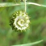 Medicago polymorpha फल