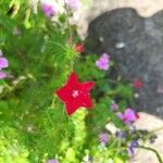 Ipomoea quamoclit Flor