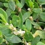 Polygonum arenastrum Flor