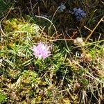 Armeria alpina Habit