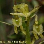 Liparis loeselii Цветок